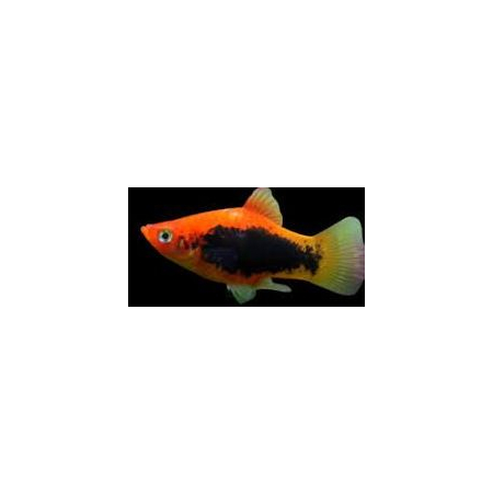Platka - Zmienniak Plamisty - Xiphophorus maculatus